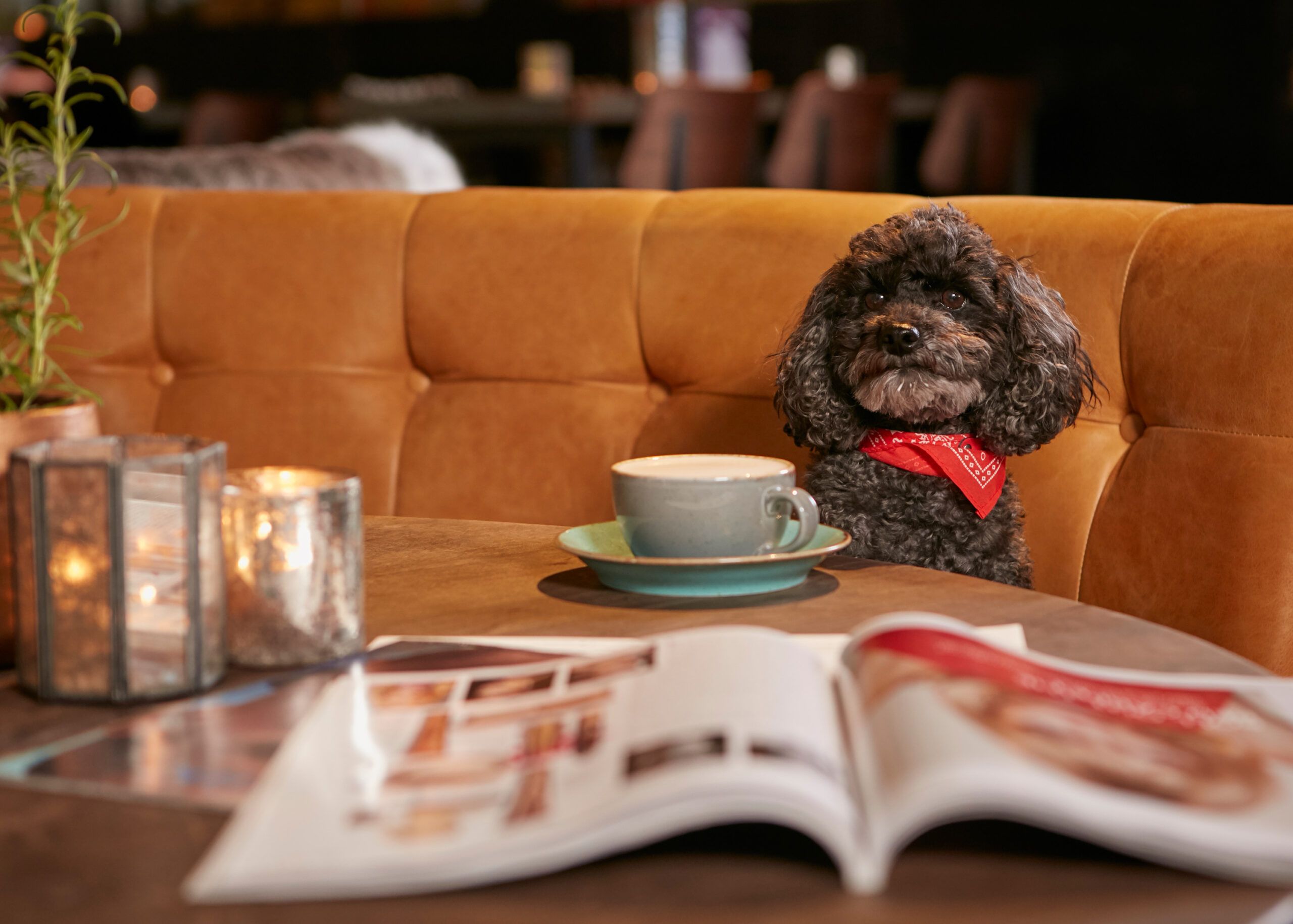 https://www.drakeandmorgan.co.uk/kings-cross/wp-content/uploads/2024/08/DM-DOGSFRIES180-scaled.jpg